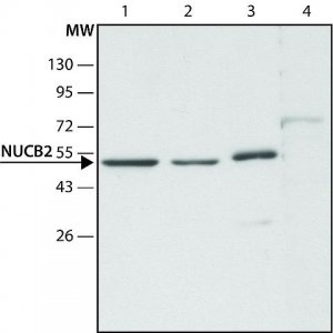 Anti-NUCB2 (C-terminal) antibody produced in rabbit 