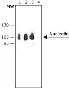 Anti-Nucleolin antibody produced in rabbit 