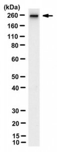 Anti-NuMA1 Antibody, clone AD6-1 
