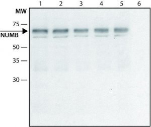 Anti-NUMB (C-terminal) antibody produced in rabbit 