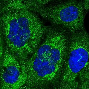 Anti-NUP58 antibody produced in rabbit 