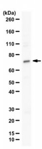 Anti-Nurr1 (NR4A2) 