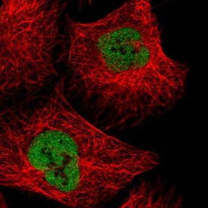 Anti-NXF3 antibody produced in rabbit 