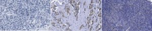 Anti-OASIS (CREB3L1) Antibody, clone 10H1 