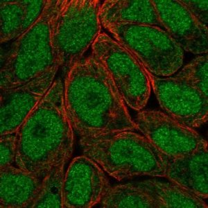Anti-OASL antibody produced in rabbit 