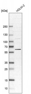 Anti-OASL antibody produced in rabbit 