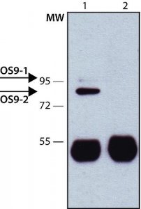 Anti-OS9 antibody produced in rabbit 