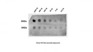Anti-Osteocalcin (Glu17) Antibody, clone 5C5 