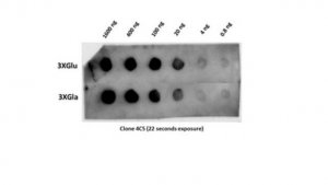 Anti-Osteocalcin Antibody, clone 4C5 
