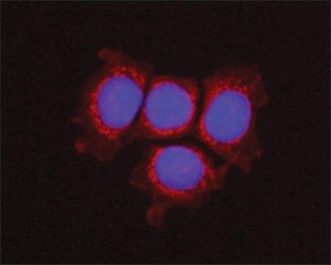 Anti-OSTF1 antibody, Mouse monoclonal 
