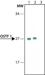 Anti-OSTF1 antibody, Mouse monoclonal 