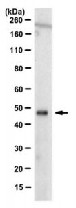 Anti-OTUD3 Antibody, clone 12A6.1 