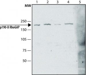 Anti-p190-B RhoGAP (C-terminal region) antibody produced in rabbit 