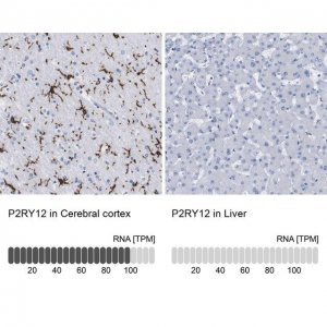 Anti-P2RY12 antibody produced in rabbit 