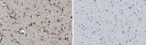 Anti-P2RY12 Antibody, clone 10B5.3.27 