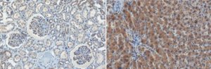 Anti-p70S6 Kinase Antibody, clone 10H11.1 