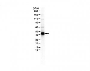 Anti-PAGR1 (PA1) 
