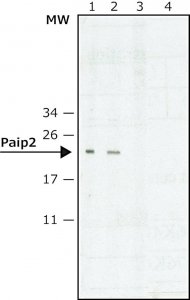 Anti-Paip2 antibody produced in rabbit 