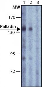 Anti-Palladin (C-terminal) antibody produced in rabbit 