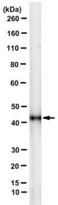 Anti-pan-Actin Antibody, clone 2A3 