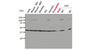 Anti-pan-Actin Antibody, clone 2A3 