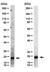 Anti-pan-ARF Antibody, clone 1D9 