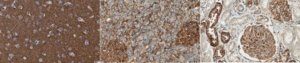 Anti-pan-PMCA Antibody, clone 5F10 