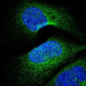 Anti-PARP4 antibody produced in rabbit 