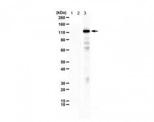 Anti-PASD1 