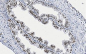 Anti-Pax-8 Antibody, clone 15C8.1 