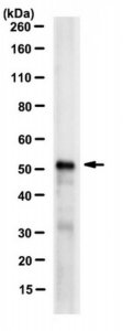Anti-Pax-8 Antibody, clone 15C8.1 