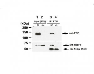 Anti-PAXIP1 
