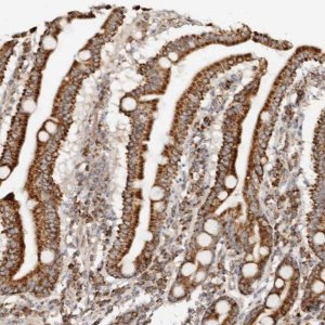 Anti-PCBP3 antibody produced in rabbit 