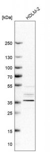 Anti-PCBP3 antibody produced in rabbit 