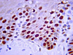 Anti-PCNA Antibody, clone PC10 