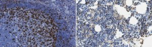 Anti-PD-1 Antibody, clone EH33 