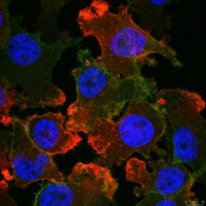 Anti-PD-L1 Antibody, clone 5H1 