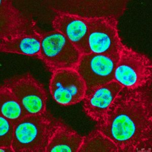 Anti-PD2 (PAF1) Antibody, clone F169-3B2 
