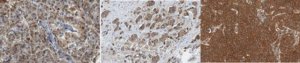 Anti-PDCD6-interacting protein Antibody, clone 12H1.2 