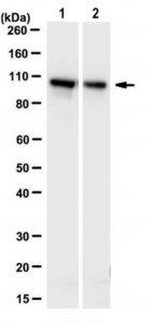 Anti-PDCD6-interacting protein Antibody, clone 12H1.2 