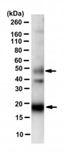 Anti-PDGF-C (GFD) 