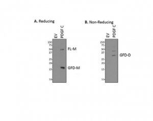Anti-PDGF-C (GFD) 