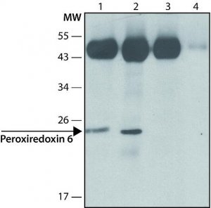 Anti-Peroxiredoxin 6 (N-terminal) antibody produced in rabbit 