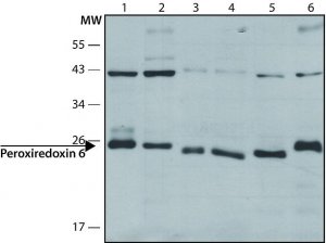 Anti-Peroxiredoxin 6 (N-terminal) antibody produced in rabbit 