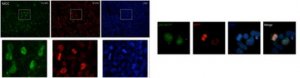 Anti-phospho 4E-BP1 (Ser83) ABE2889-25UL