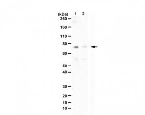 Anti-phospho AEP (Ser226) 