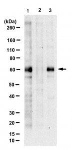 Anti-phospho BAF60C (Ser247) 