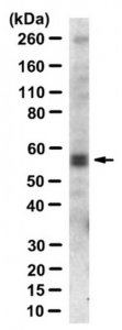 Anti-phospho BAF60C (Ser247) 