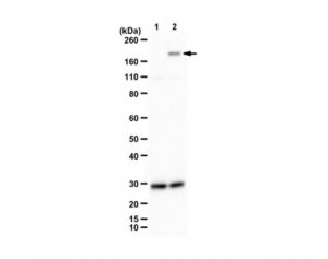 Anti-phospho DCC (Tyr1418) 