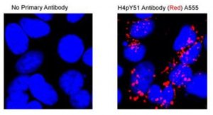 Anti-phospho Histone H4 (Tyr51) 